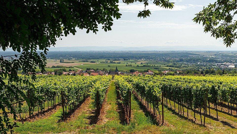 Südliche Weinstraße – Weinberge bei Schweigen‑Rechtenbach